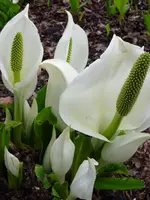 Lysichiton camtschatcensis.webp