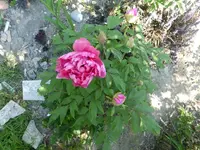 P1050218.webp