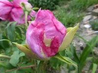 P1050445.webp