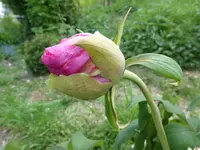 P1050447.webp