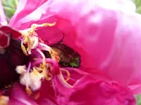 P1050440.webp