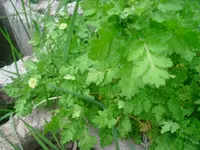 CIMG2782.webp