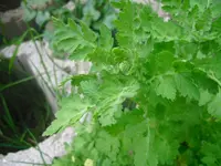 CIMG2783.webp