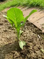 SAM_2080.webp