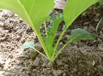 SAM_2081.webp