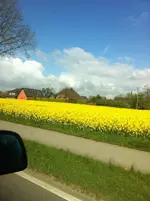 IMG_5983 Rapsfelder.webp