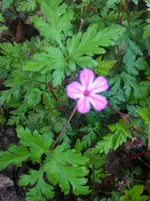 IMG_6012 unbek mit Blüte.webp