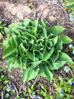 IMG_6021 Hosta.webp