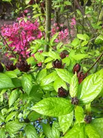 IMG_6023 Calicanthus Florides.webp