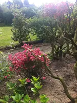 IMG_6024 Rhododendrenschnitt mit Jap Azalee.webp
