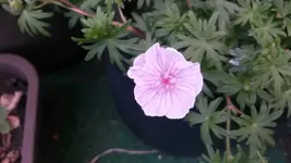 apfelblüte.webp