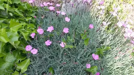 federnelke.webp