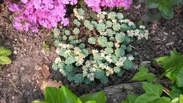 sedum.webp