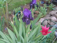 P4230013_(1024_x_768).webp