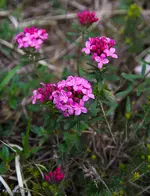 IMG_7206.webp