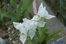 Weiß 20cm.webp