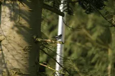 DSC01133.webp