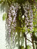 PICT0063.webp