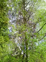 PICT0011.webp