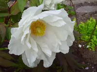 PICT0006.webp