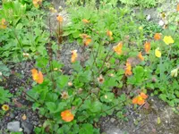 PICT0007.webp