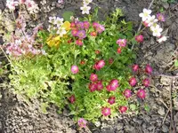 MoossteinbrechEndeApril.webp