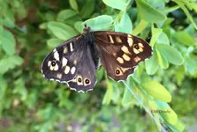 G_Schmetterling_Buchs__24.24.2014_mr.ditschy.webp