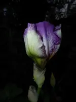 P1050634.webp