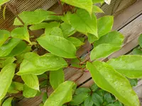 P1020650.webp