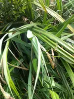 IMG_6014 unbek Gras.webp