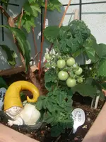 IMGP0230.webp