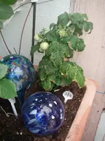 IMGP0238.webp