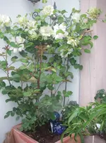 IMGP0240.webp