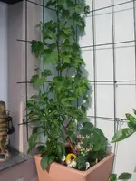 IMGP0241.webp