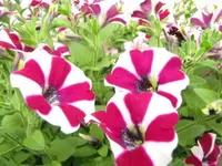 330.webp