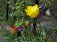 HPIM0418.webp