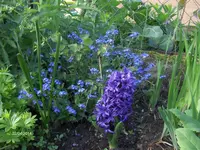 HPIM0419.webp