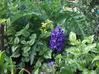 HPIM0420.webp