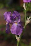 Iris_helllila 140425.jpg