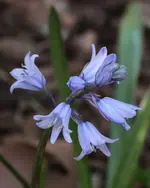 Hasengloeckchen_blau 140425.webp