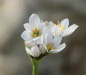 Neapolitanischer Lauch.webp