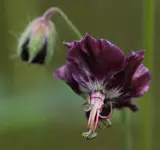 Geranium.webp
