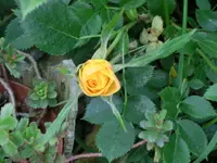 CIMG7363.webp