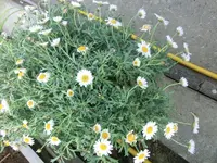 CIMG7362.webp