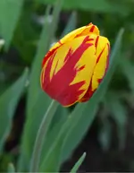 DSC_0048.webp