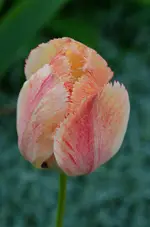 DSC_0049.webp
