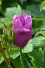 DSC_0058.webp