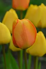 DSC_0070.webp