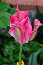 DSC_0101.webp