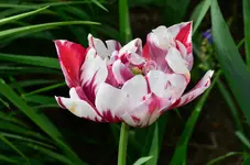 DSC_0105.webp